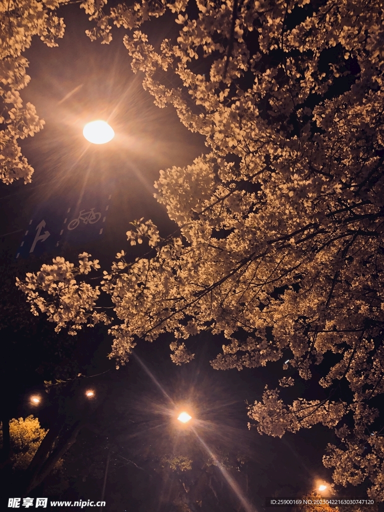 樱花