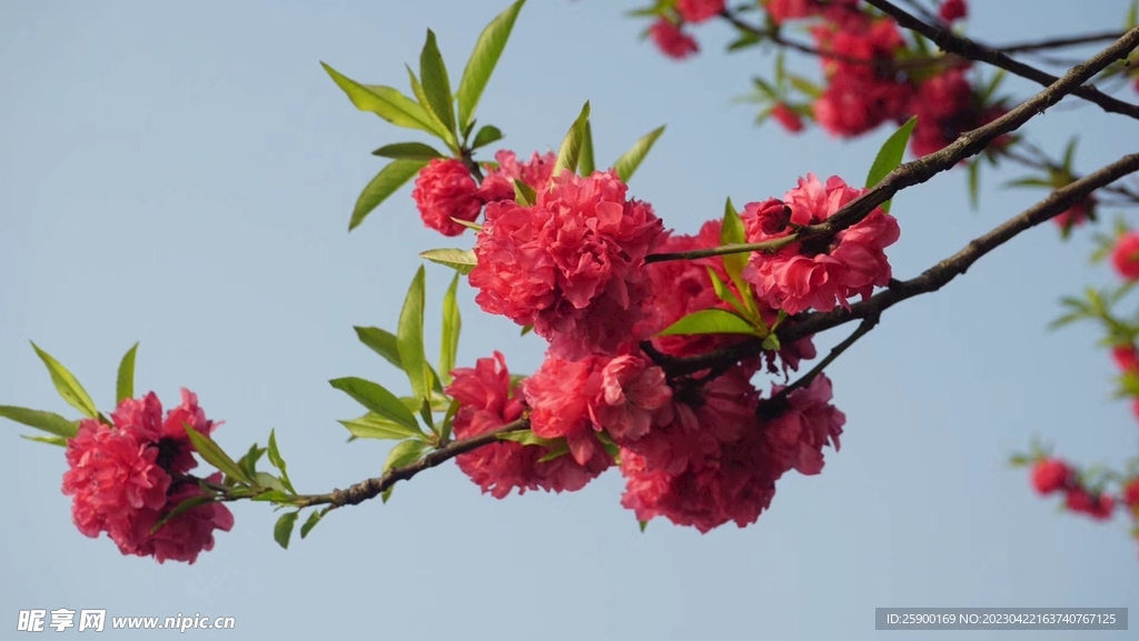 碧桃花