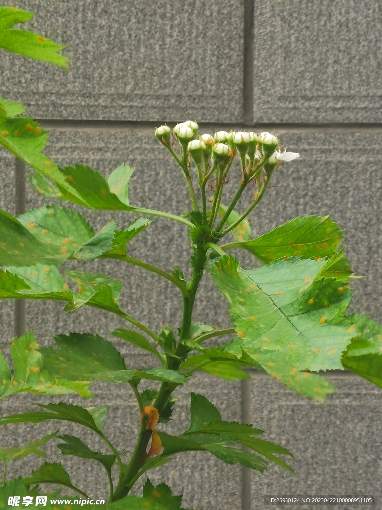 山楂花