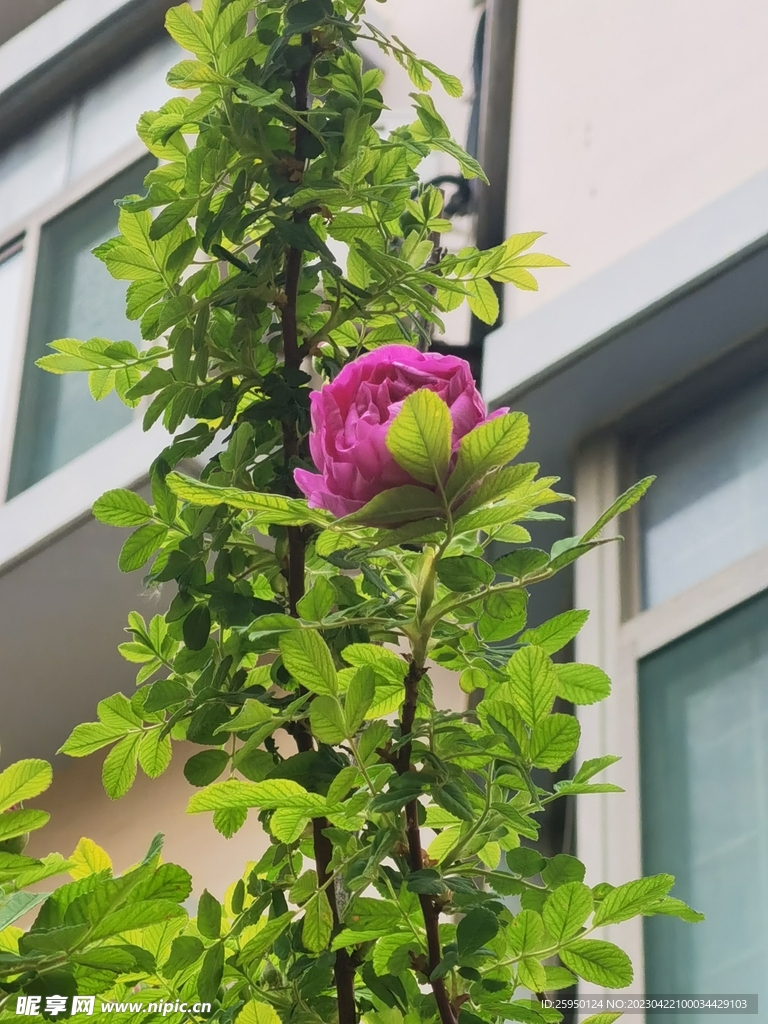 蔷薇