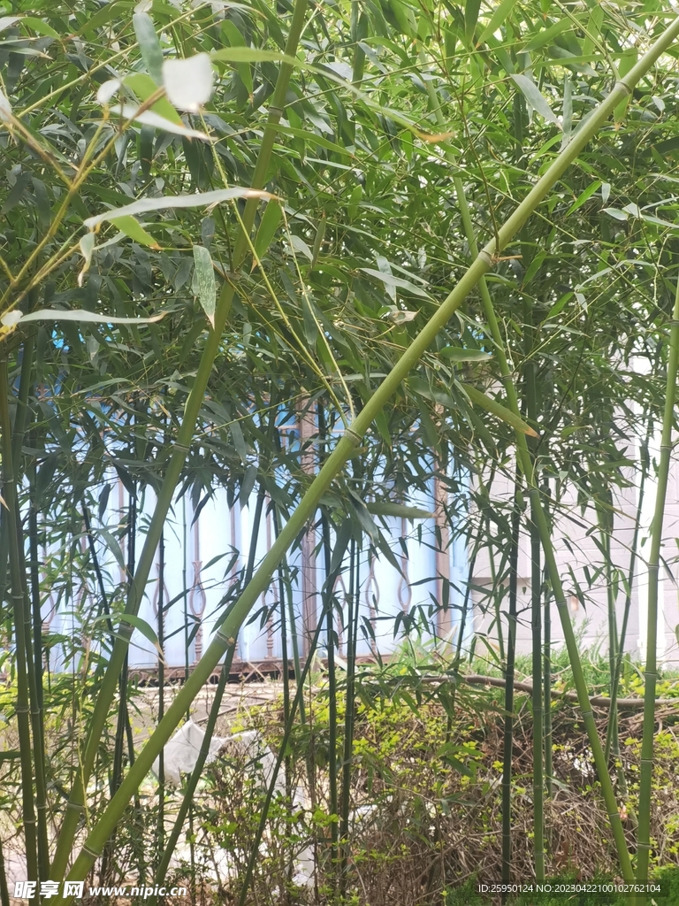 竹子