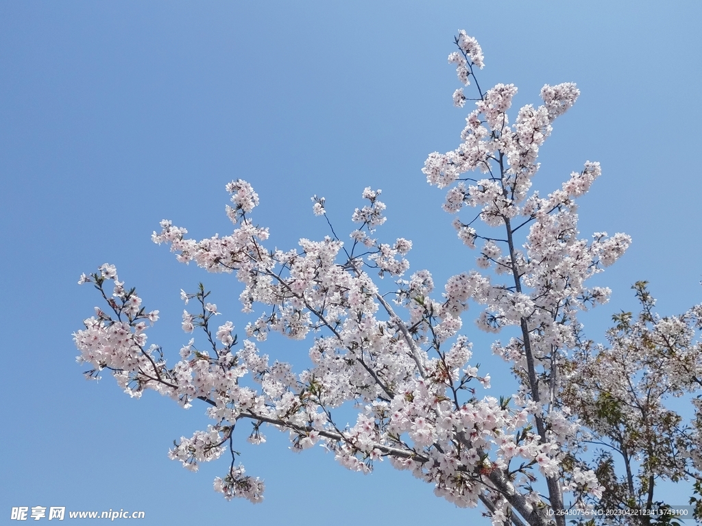 东京樱花