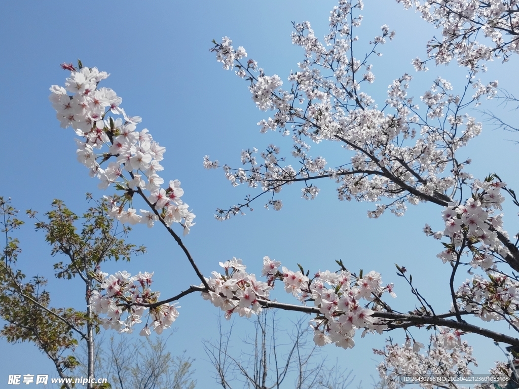 樱花枝头