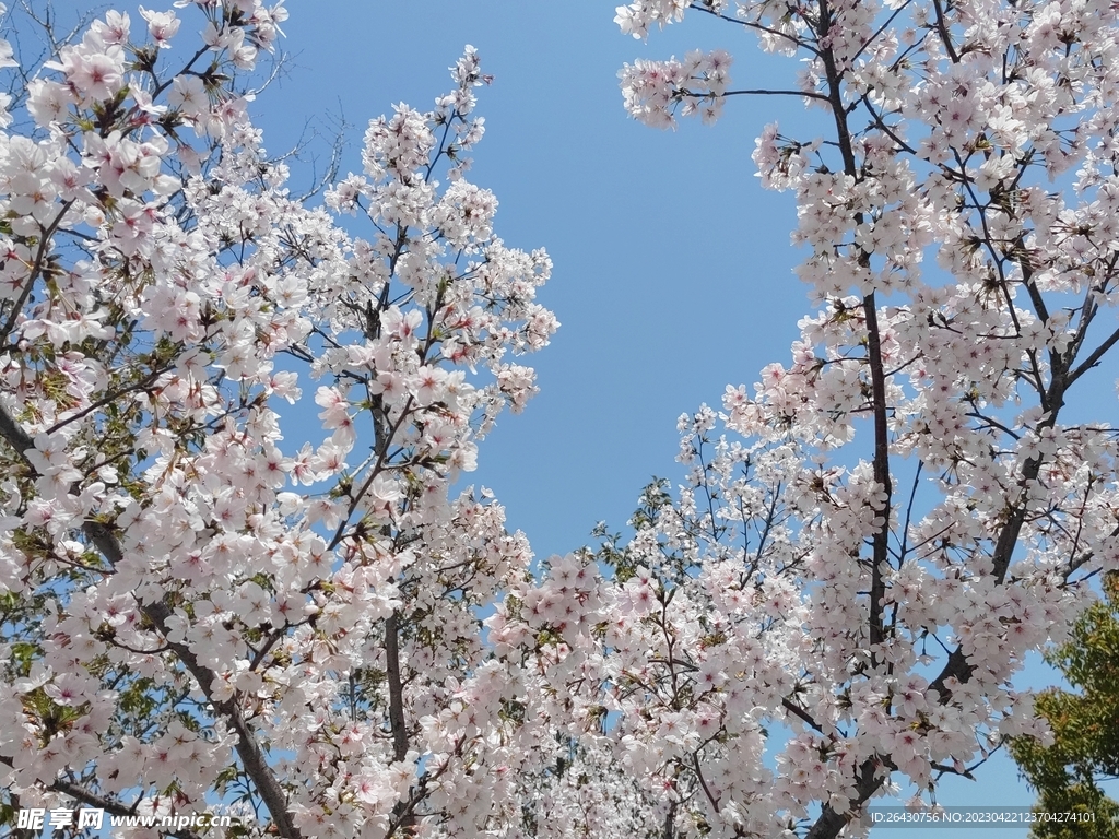 樱花盛开