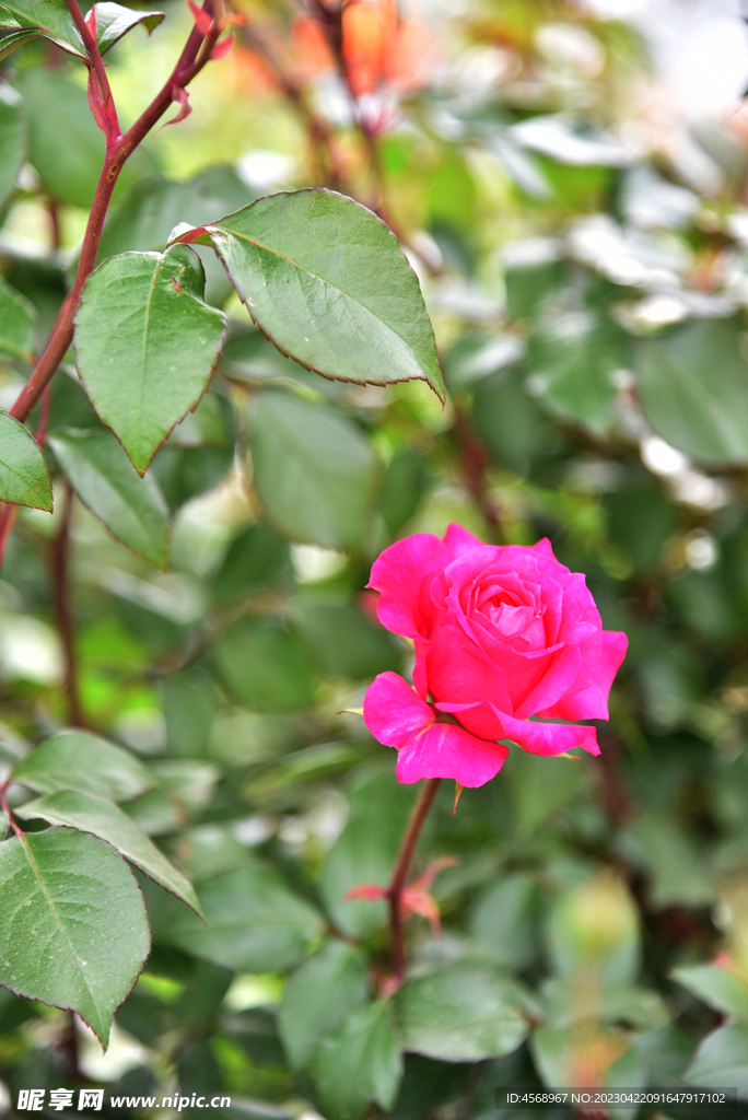 月季花