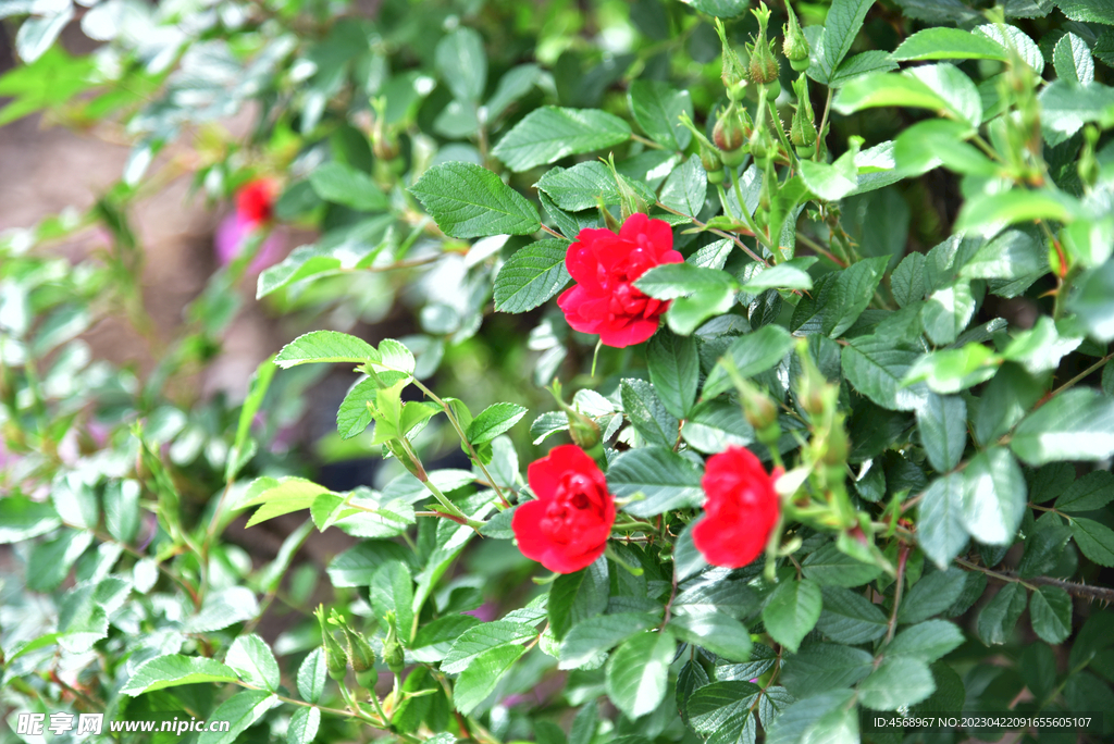 月季花