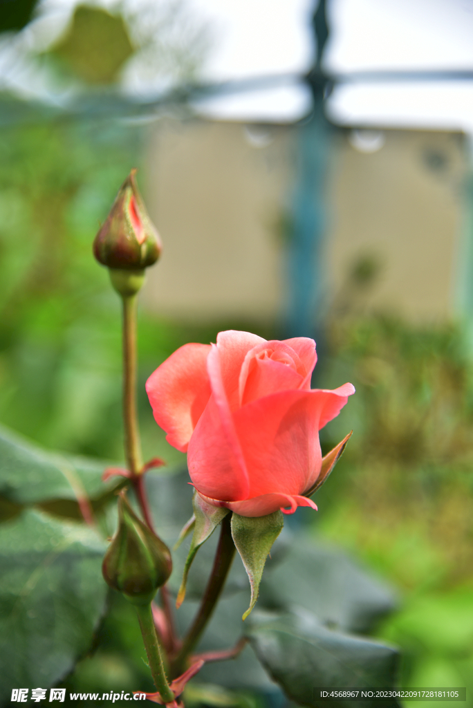 月季花