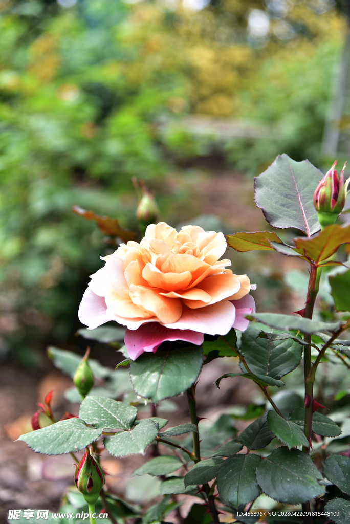 月季花