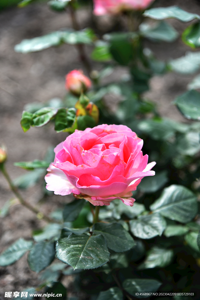 月季花