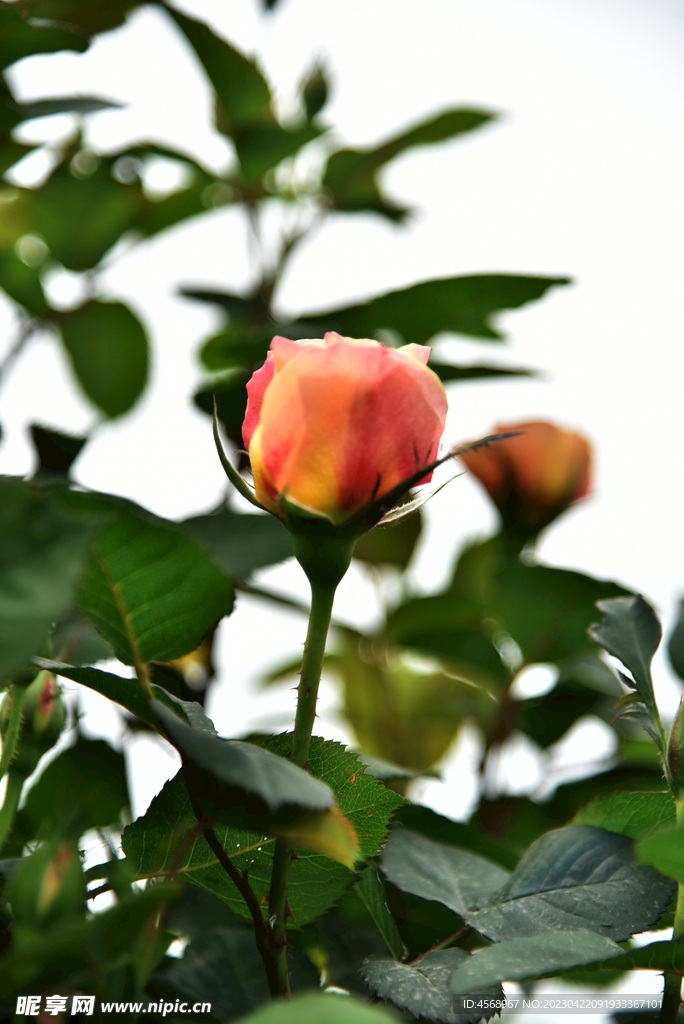 月季花