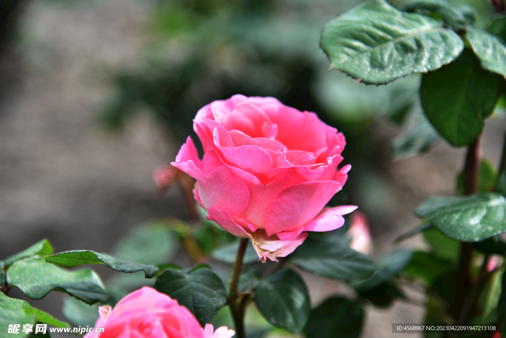 月季花