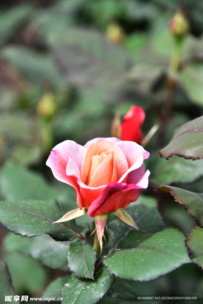 月季花