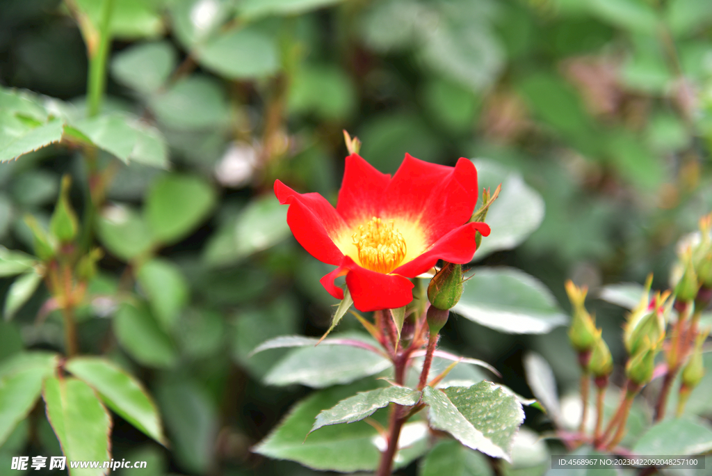月季花