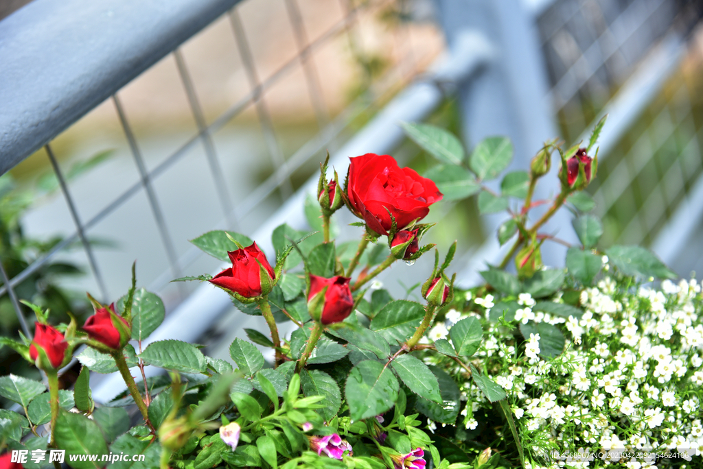 月季花
