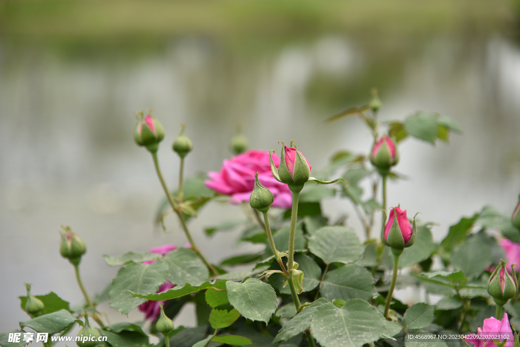 月季花