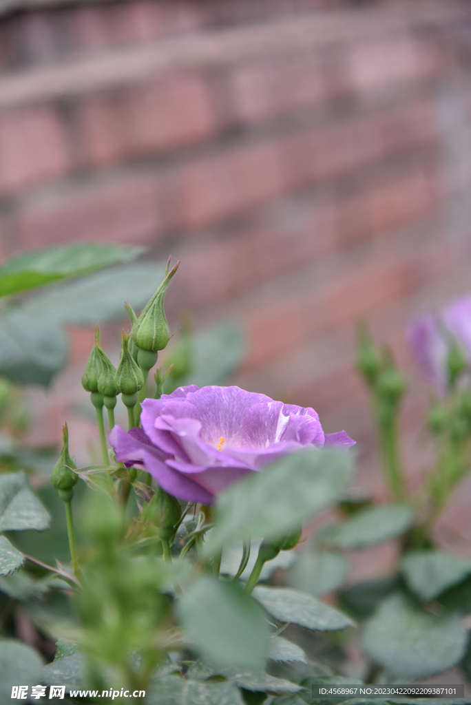 月季花