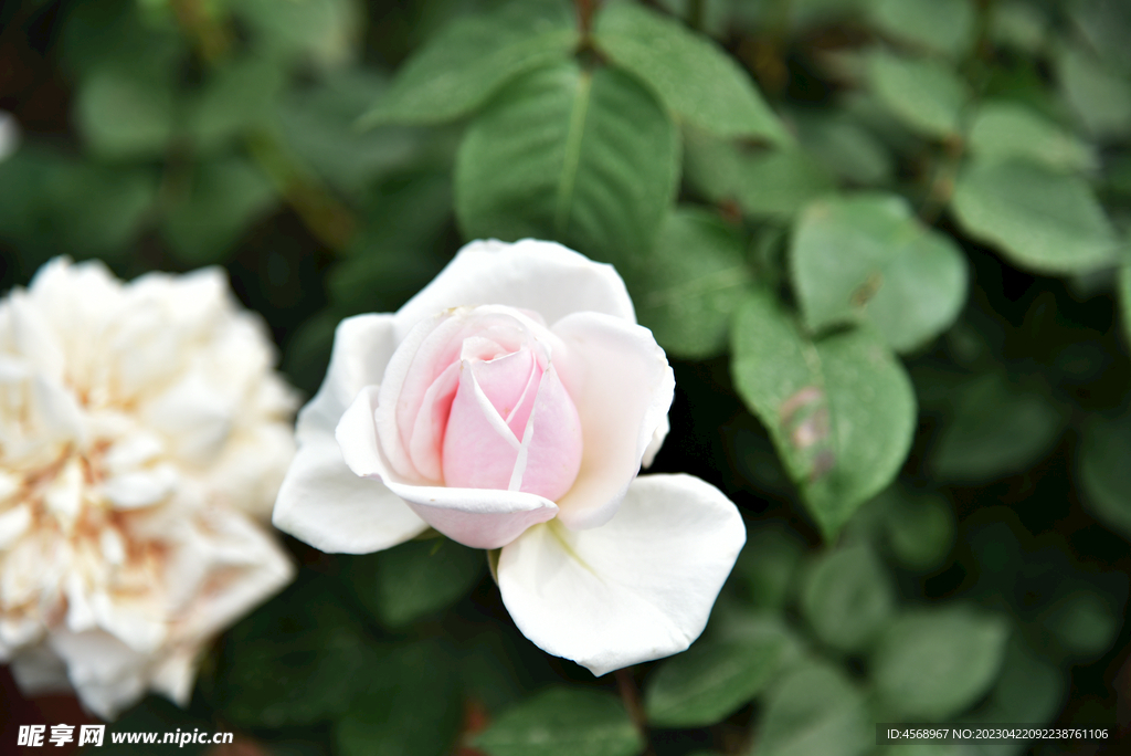 月季花