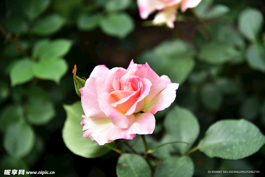 月季花