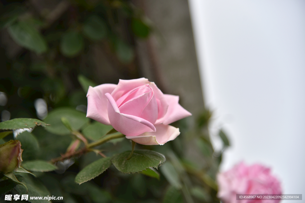 月季花