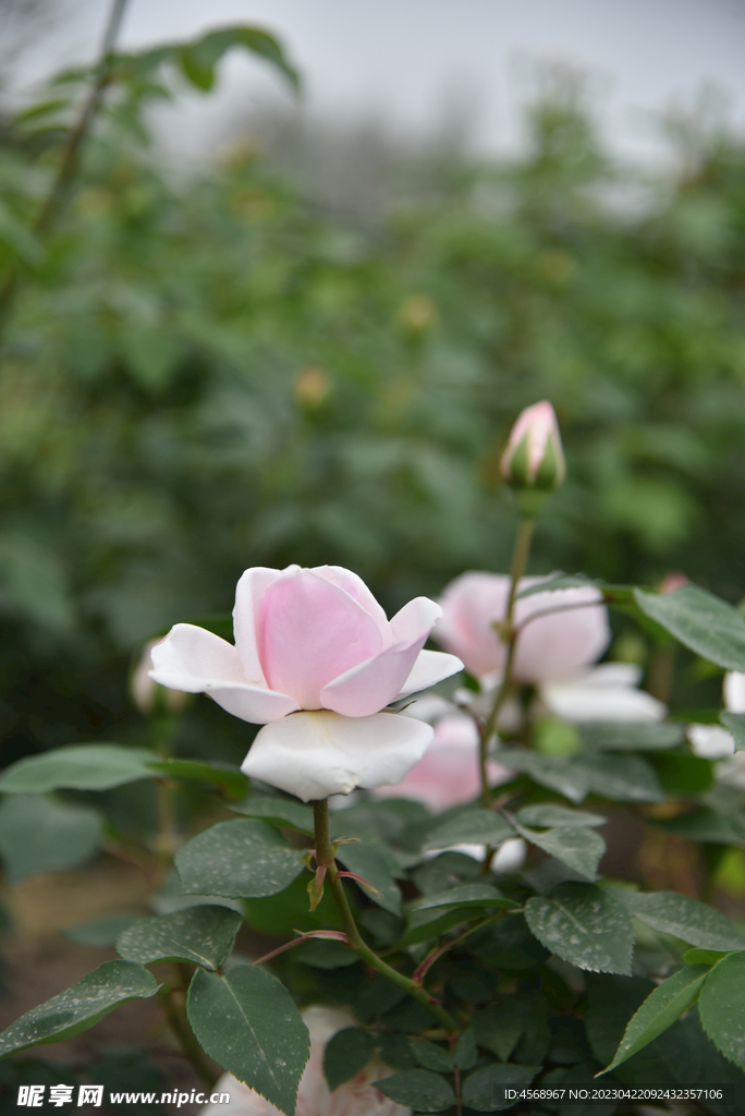 月季花