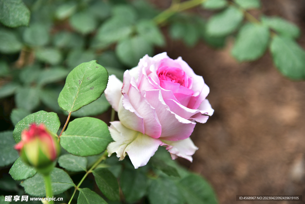 月季花
