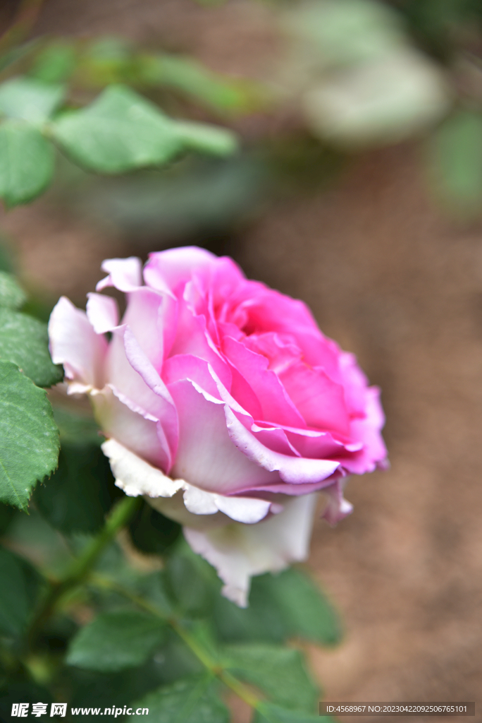 月季花