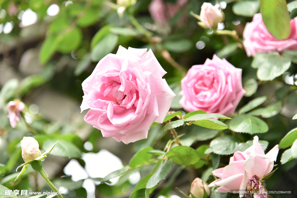 月季花