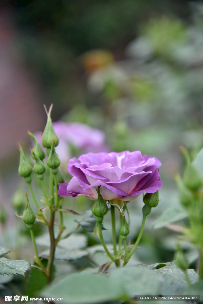 月季花