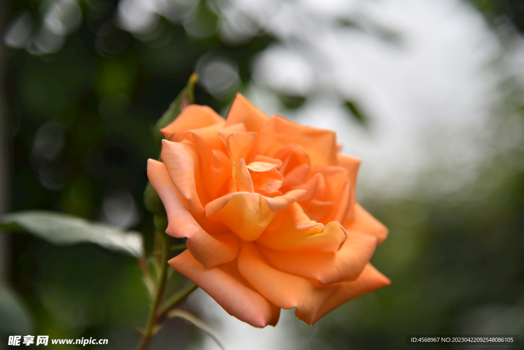 月季花
