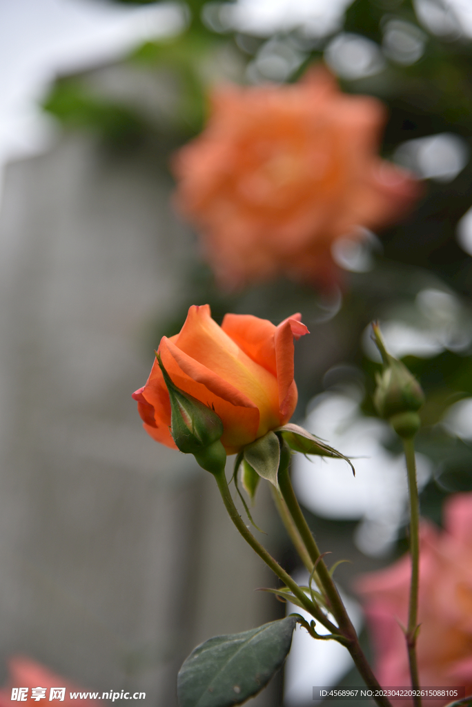月季花
