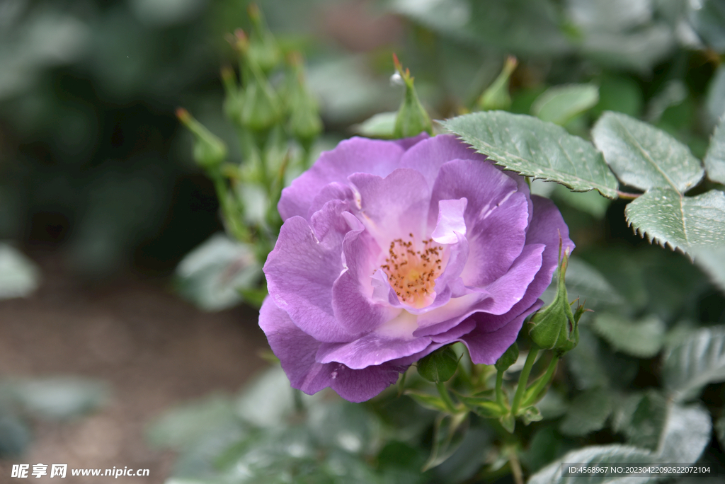 月季花