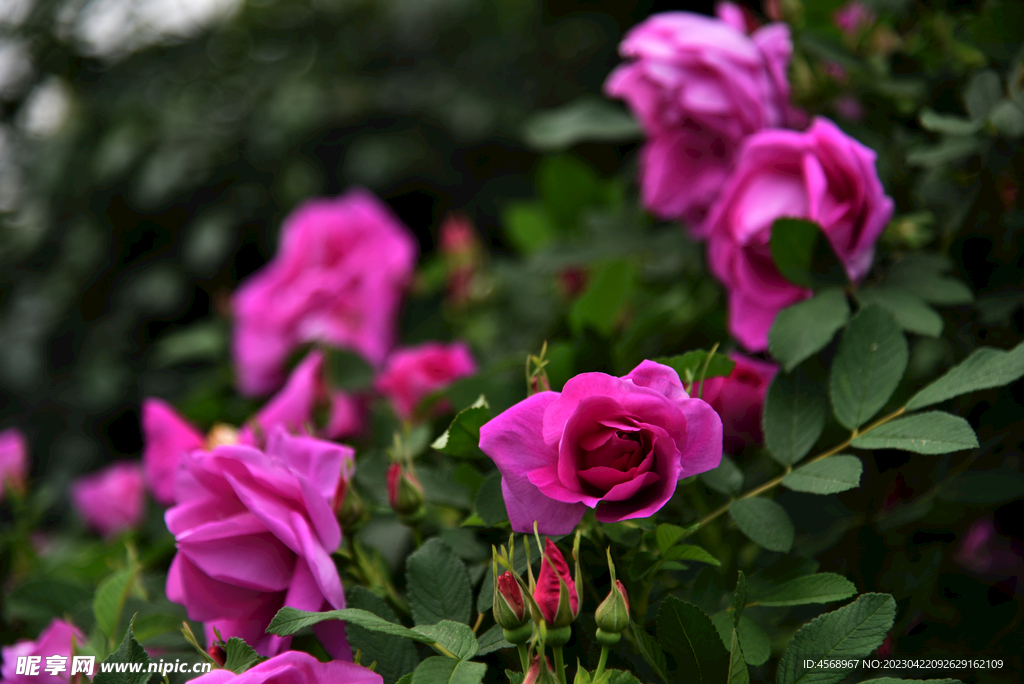 月季花