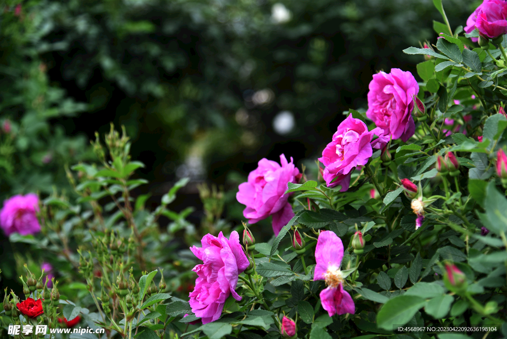 月季花