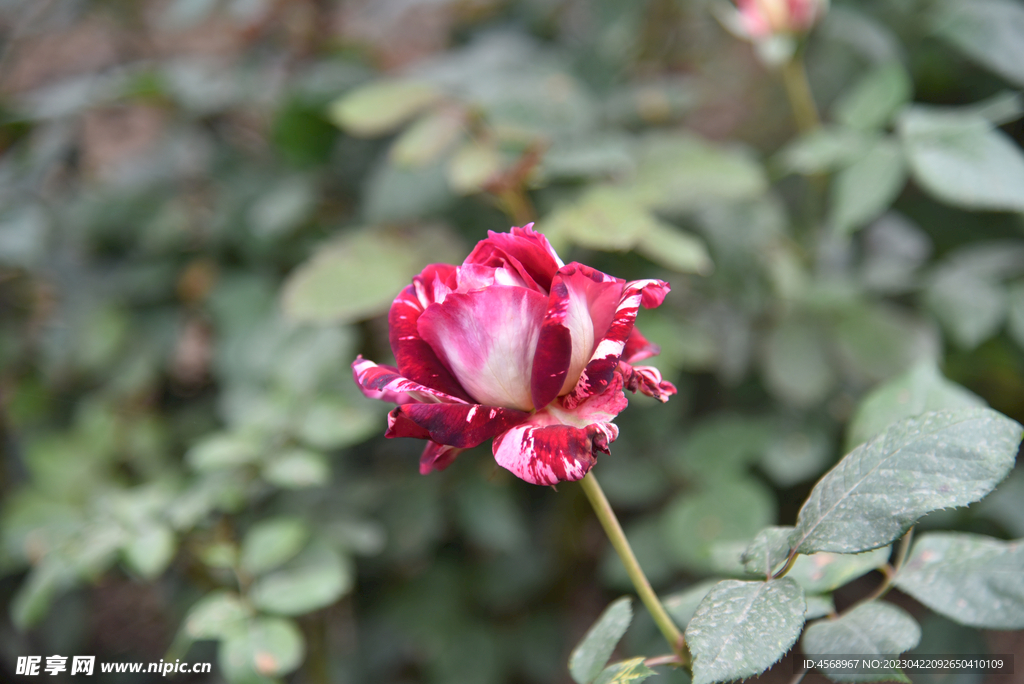 月季花