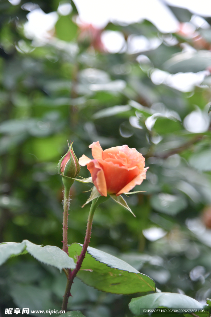 月季花