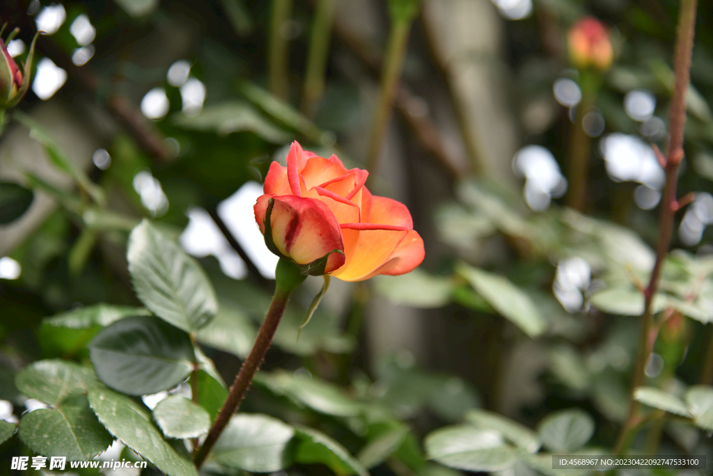 月季花