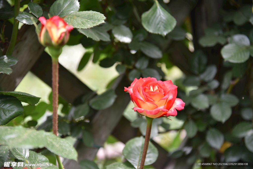 月季花
