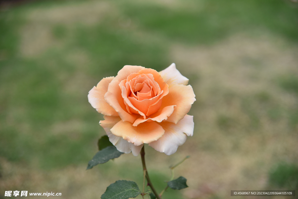 月季花