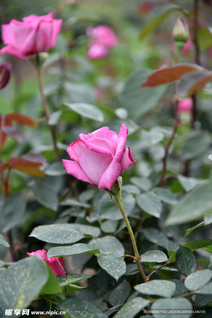月季花