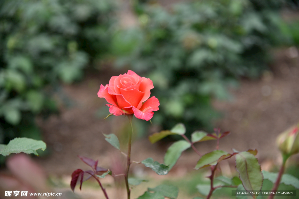 月季花