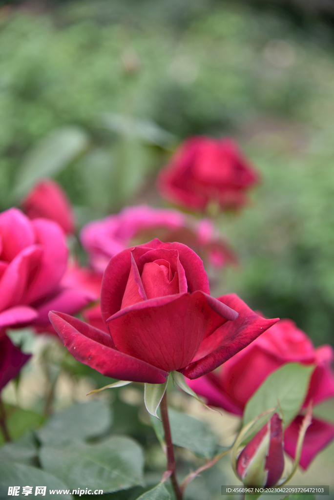 月季花