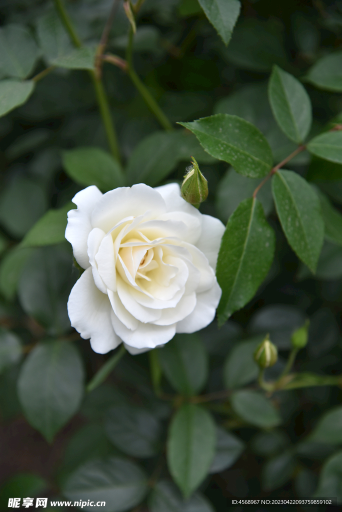 月季花