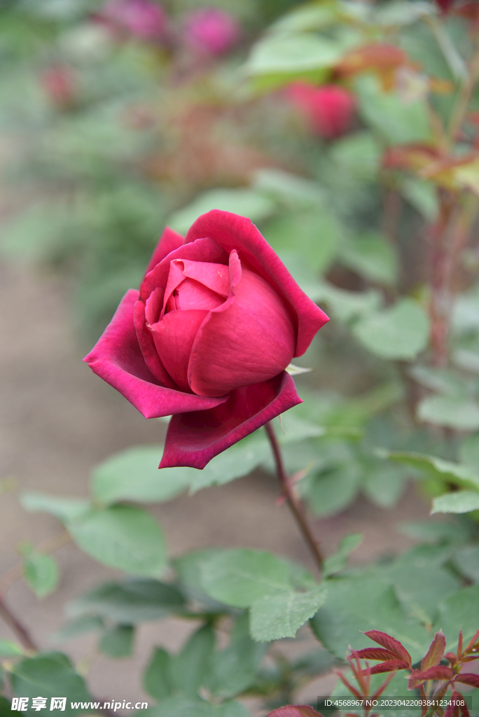 月季花