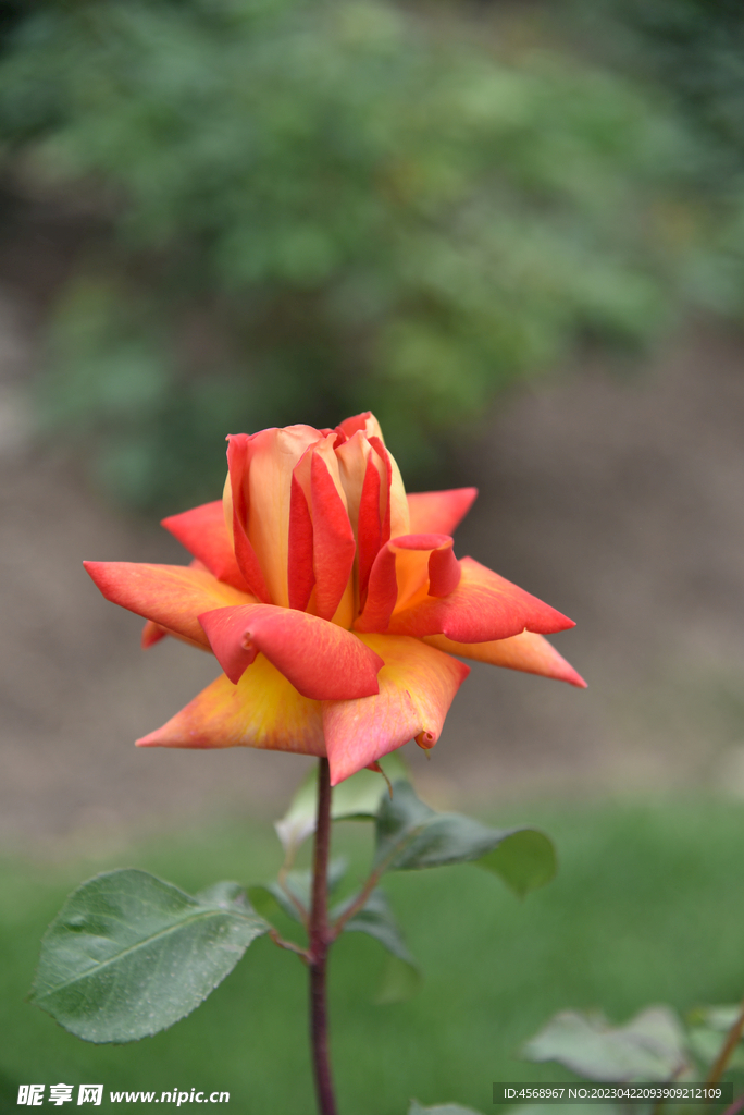 月季花