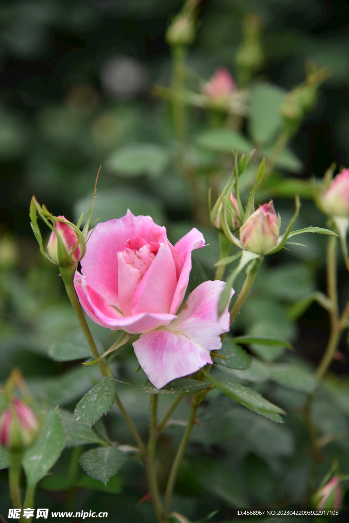 月季花