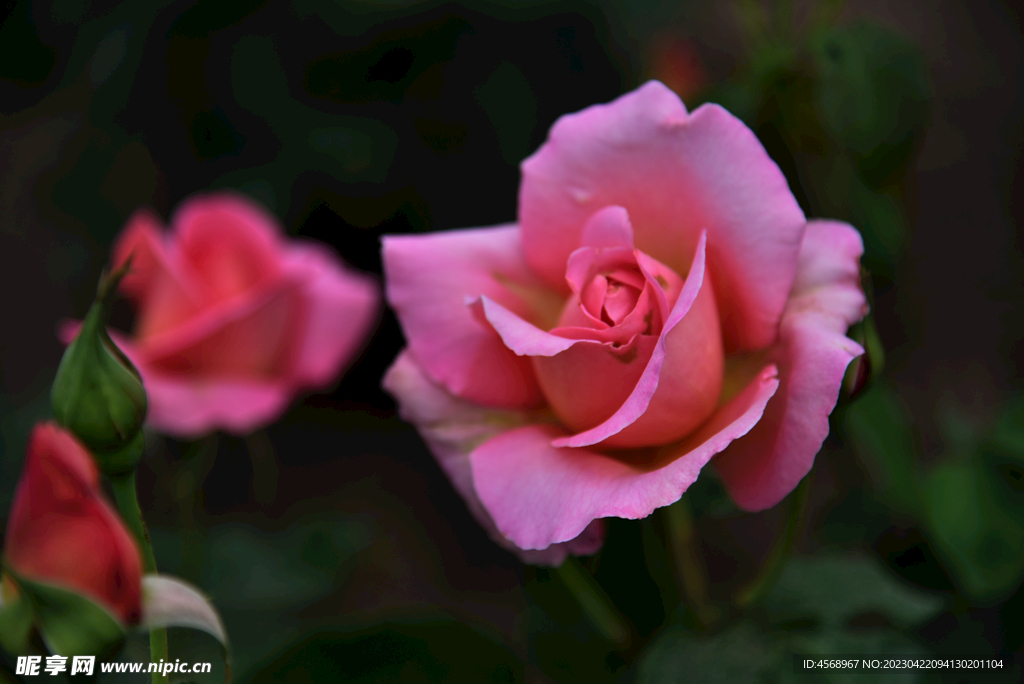月季花