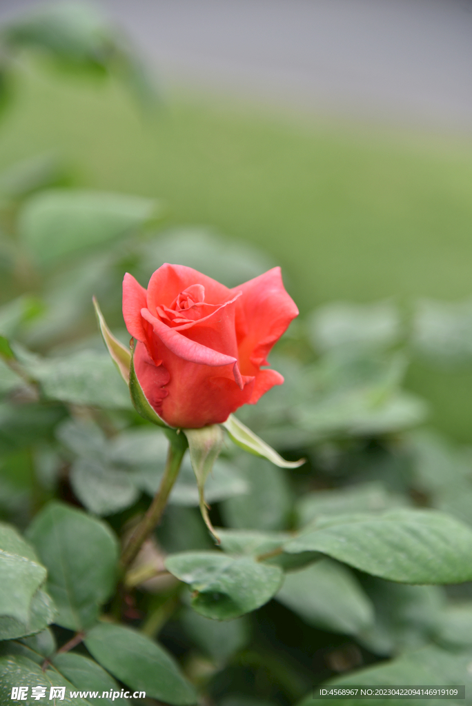 月季花