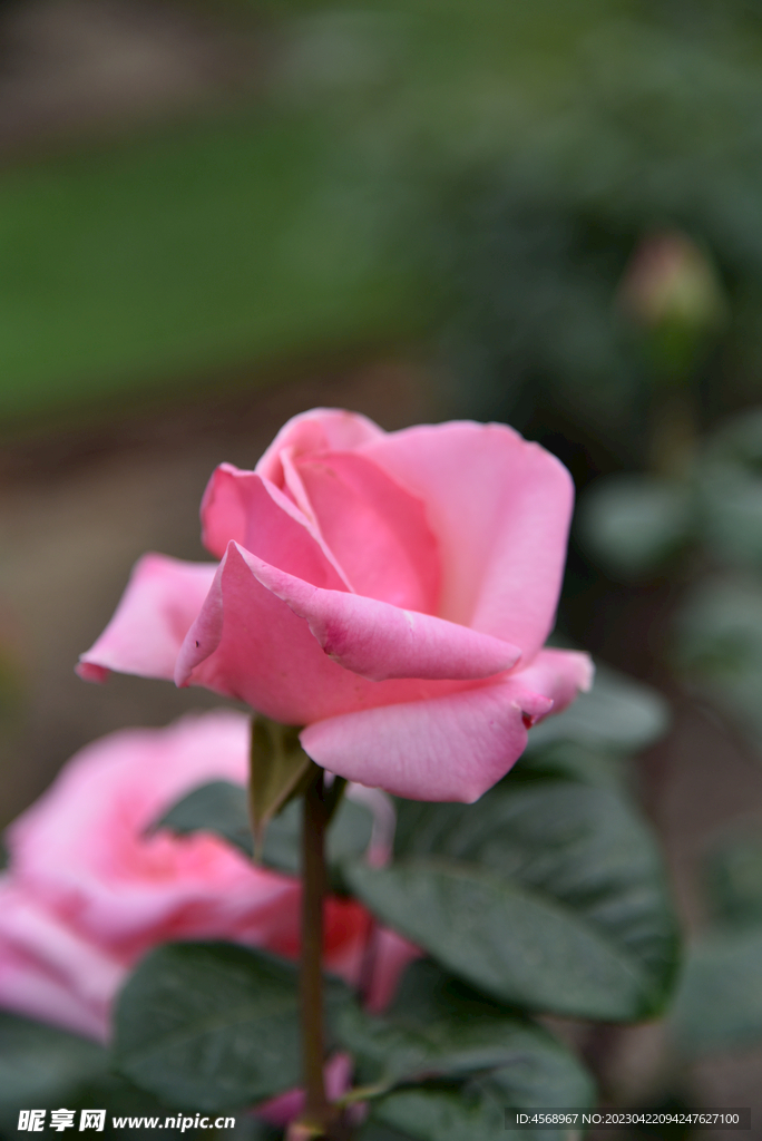 月季花