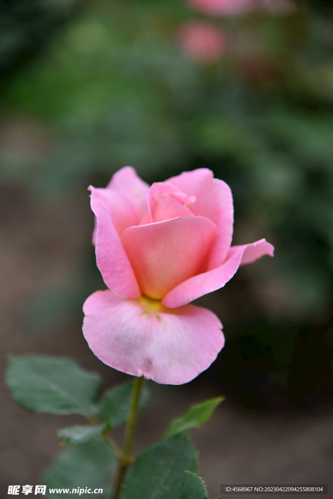 月季花