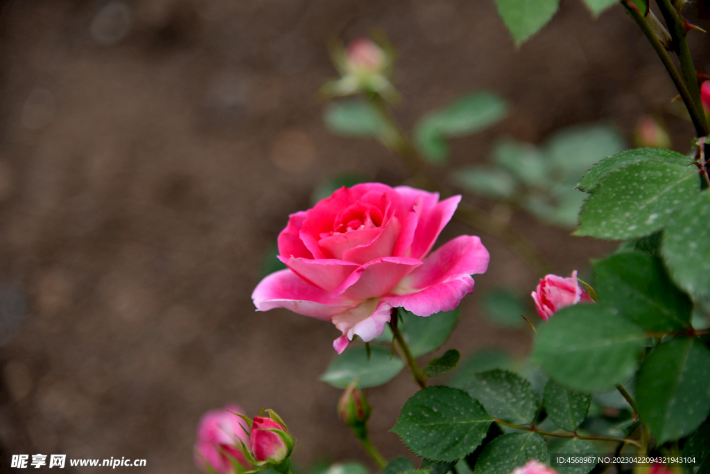 月季花